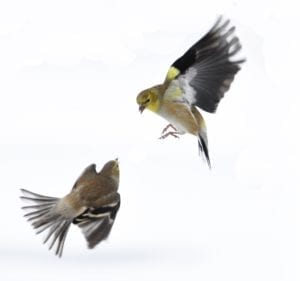 Pair of Goldfinches