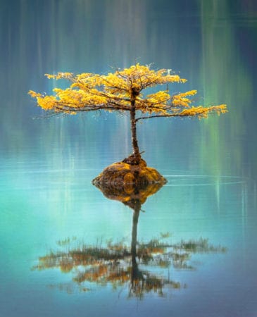 calm tree