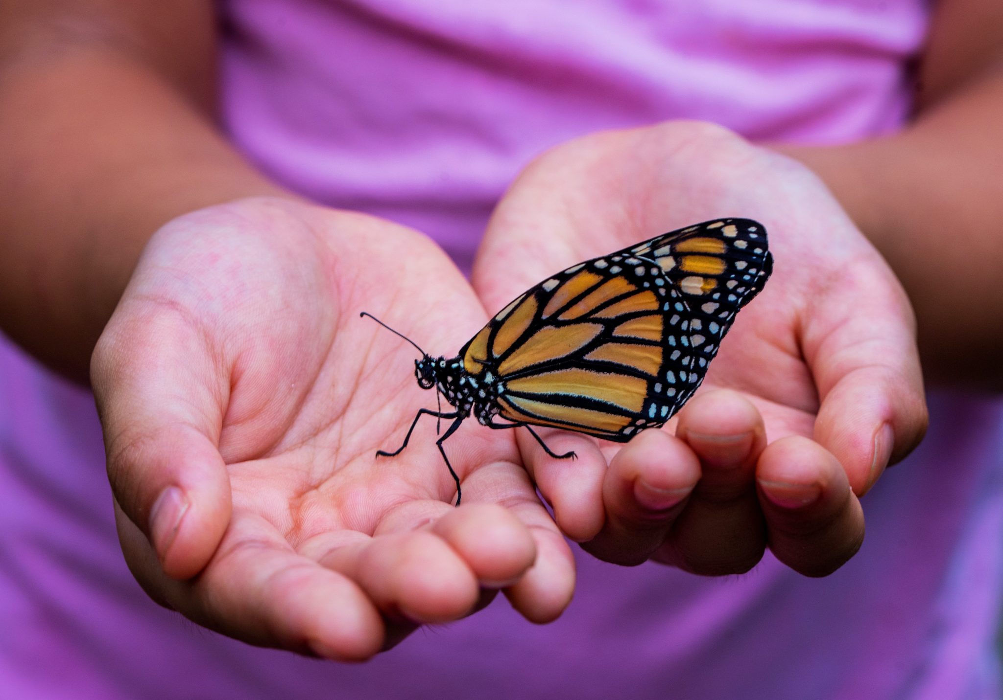 person holding butterfly