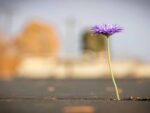 Flower growing out of asphalt
