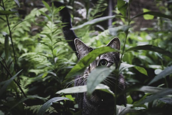 A shy cat peeks through dense green plants, creating a playful and serene atmosphere.