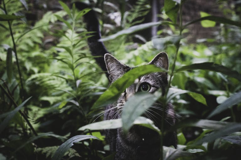 A shy cat peeks through dense green plants, creating a playful and serene atmosphere.