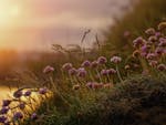 A beautiful scene of wildflowers blooming at sunset with a warm, golden glow.