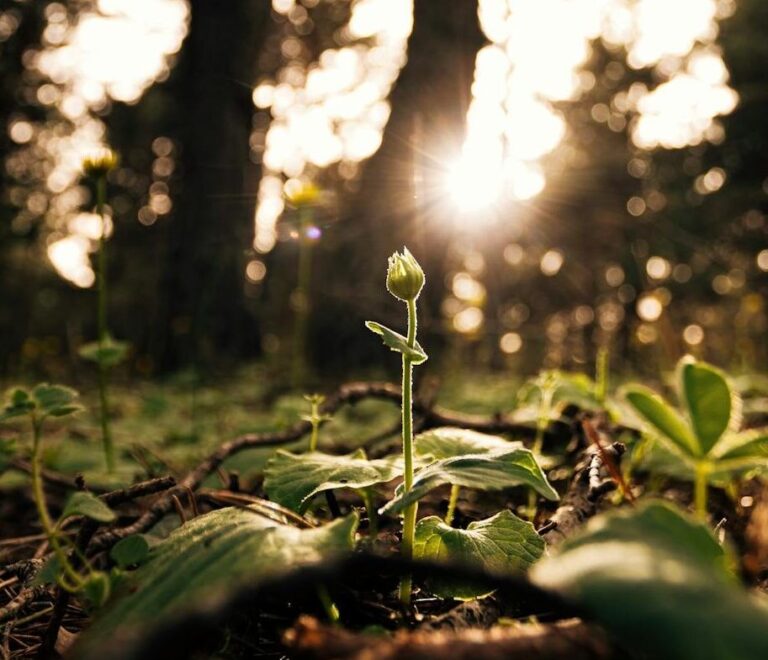 Life, Death, and The Mystery