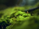 A small mushroom grows amidst vibrant green moss in a serene forest setting.