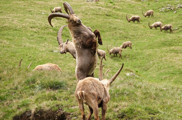 A dynamic scene of Alpine ibex fighting in Vanoise National Park, France.