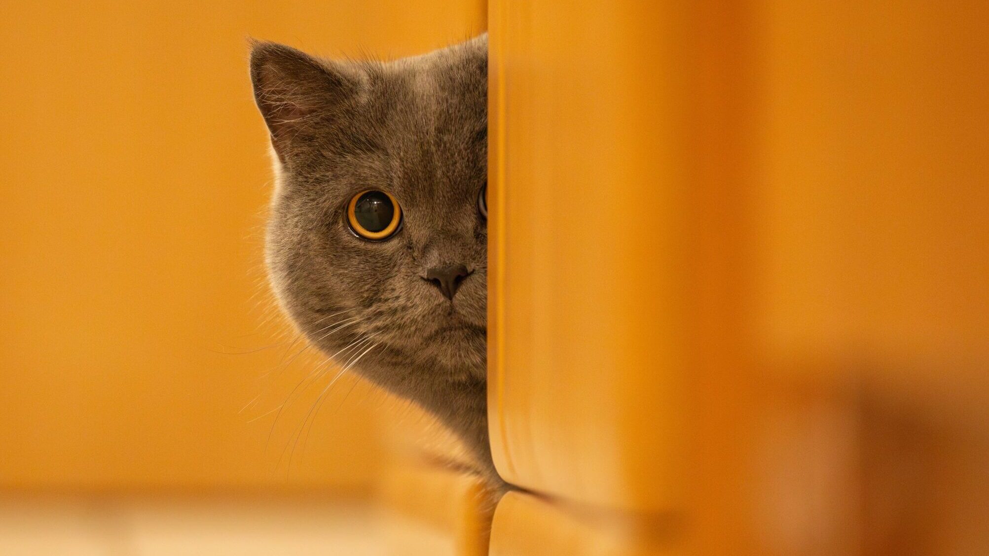 A cute grey British Shorthair cat peeks out from behind wooden furniture indoors.