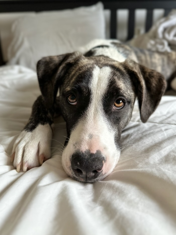 Cute dog